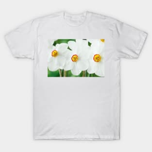 Narcissus  &#39;Actaea&#39;  AGM  Division 9 Poeticus  Daffodil T-Shirt